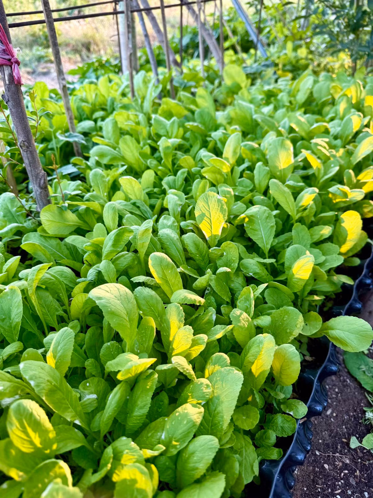 Luống rau cải xanh non mơn mởn. Ảnh: FB Đoàn Di Băng