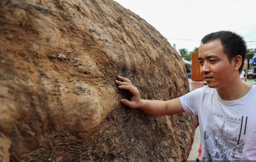 Gỗ cẩm lai cứng, đanh, chịu lực tốt và có khả năng chống mối mọt, cong vênh hiệu quả, giúp sản phẩm nội thất từ cẩm lai có độ bền vượt trội theo thời gian. Ảnh: Dân Việt