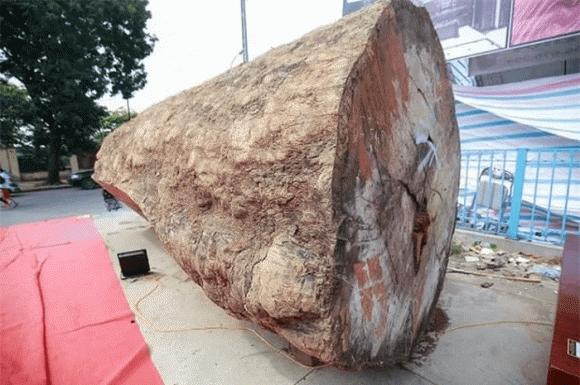 Khúc gỗ mang từ Châu Phi về, được cho là có tuổi thọ lên đến 5.000 năm. Ảnh: Thương hiệu &amp; Pháp luật