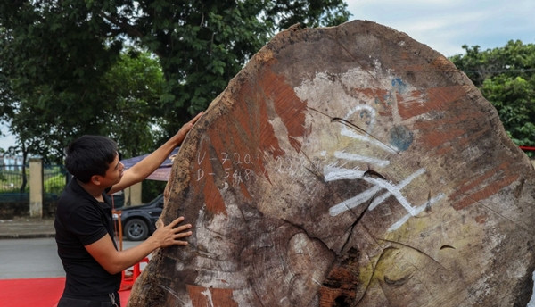 Gỗ cẩm lai thuộc nhóm gỗ quý hiếm bậc nhất tại Việt Nam, được xếp hạng nhóm 1 trong bảng chia nhóm gỗ. Với gỗ có đường kính từ 30 – 70 m3, giá dao động khoảng 40 – 60 triệu/m3. Ảnh: Dân Việt