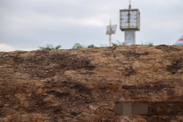 Giá trị của gỗ cẩm lai không chỉ đến từ độ hiếm mà còn bởi những đặc tính vượt trội. Ảnh: Dân Việt