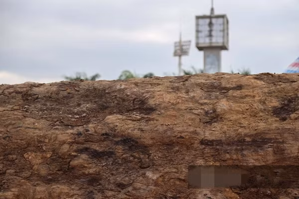 Giá trị của gỗ cẩm lai không chỉ đến từ độ hiếm mà còn bởi những đặc tính vượt trội. Ảnh: Dân Việt