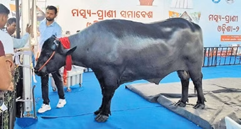 “Sung sot” chu trau nang 1,6 tan duoc tra hon 100 ty