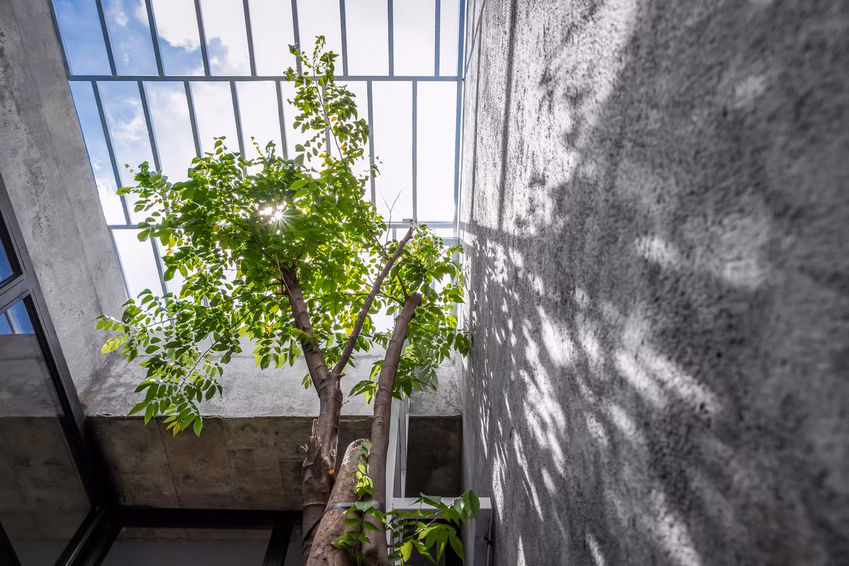 Kiến trúc sư bố trí một khu vườn xen kẽ dọc theo chiều dài căn nhà để tạo hiệu ứng đón nắng và gió. Ảnh: Minq Bui