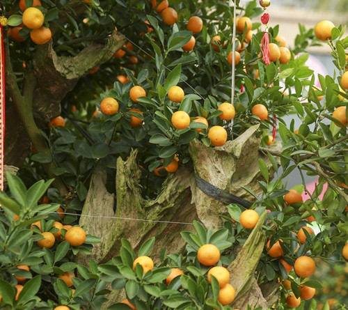 Tuy nhiên, năm nay do ảnh hưởng của bão nên hàng quất bonsai đẹp cũng hiếm và khó mua. Ảnh: Công luận