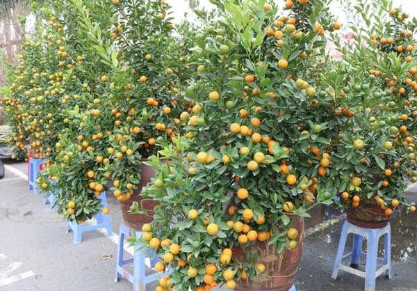 Những chậu quất được chăm sóc kỹ lưỡng nên cho quả đều, màu sắc bắt mắt. Ảnh: Suckhoedoisong