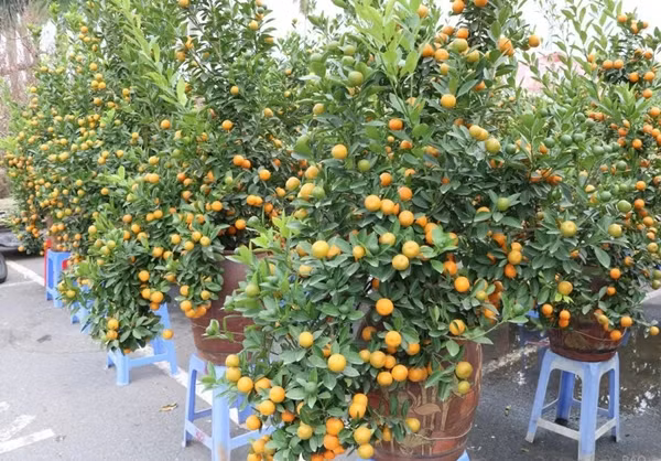 Những chậu quất được chăm sóc kỹ lưỡng nên cho quả đều, màu sắc bắt mắt. Ảnh: Suckhoedoisong