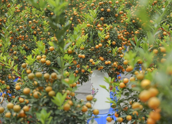 Ngoài các chậu quất khổng lồ, dọc tuyến đường Lạc Long Quân (Hà Nội) còn bày bán các chậu quất cỡ trung và mini. Ảnh: Công luận