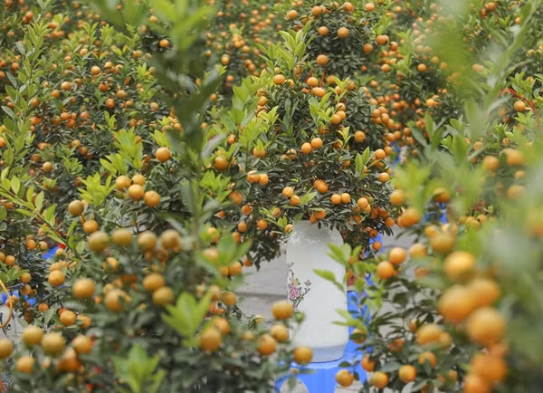 Ngoài các chậu quất khổng lồ, dọc tuyến đường Lạc Long Quân (Hà Nội) còn bày bán các chậu quất cỡ trung và mini. Ảnh: Công luận