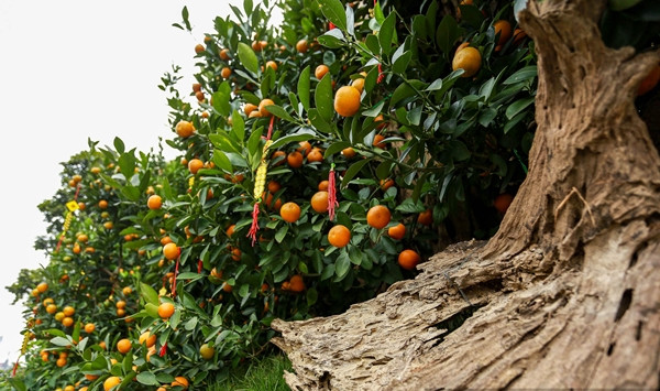 Nhiều chậu quất được bài trí công phu được nhiều khách hàng quan tâm. Ảnh: Dân Việt