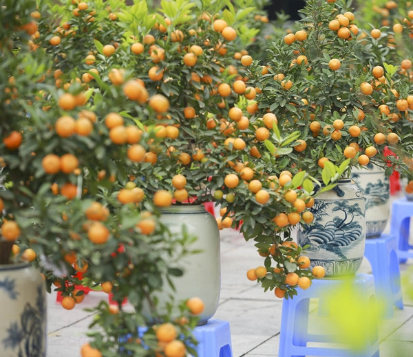 Mỗi chậu quất cảnh cỡ trung dao động từ 1 - 4 triệu đồng, tùy vào độ đẹp của từng thế cây. Ảnh: Công thương