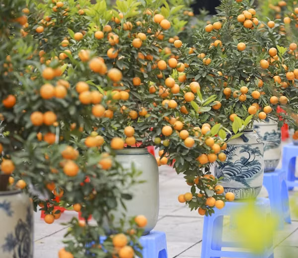 Mỗi chậu quất cảnh cỡ trung dao động từ 1 - 4 triệu đồng, tùy vào độ đẹp của từng thế cây. Ảnh: Công thương