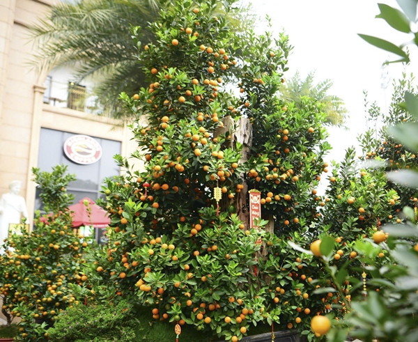 Theo một số tiểu thương, giá quất dịp giáp Tết 2025 tăng so với năm ngoái, chậu nhỏ tăng khoảng 1 - 2 triệu, chậu to từ 5 - 7 triệu. Ảnh: Công luận