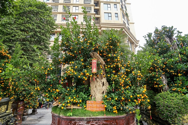 Những năm gần đây, quất ghép gỗ lũa là sản phẩm độc đáo, được “giới nhà giàu” chọn mua. Ảnh: Dân Việt