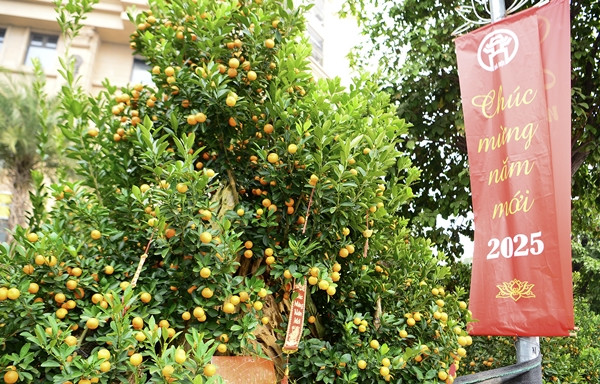 Đáng chú ý, có những chậu quất cảnh giá lên tới gần 100 triệu đồng. Ảnh: Suckhoedoisong