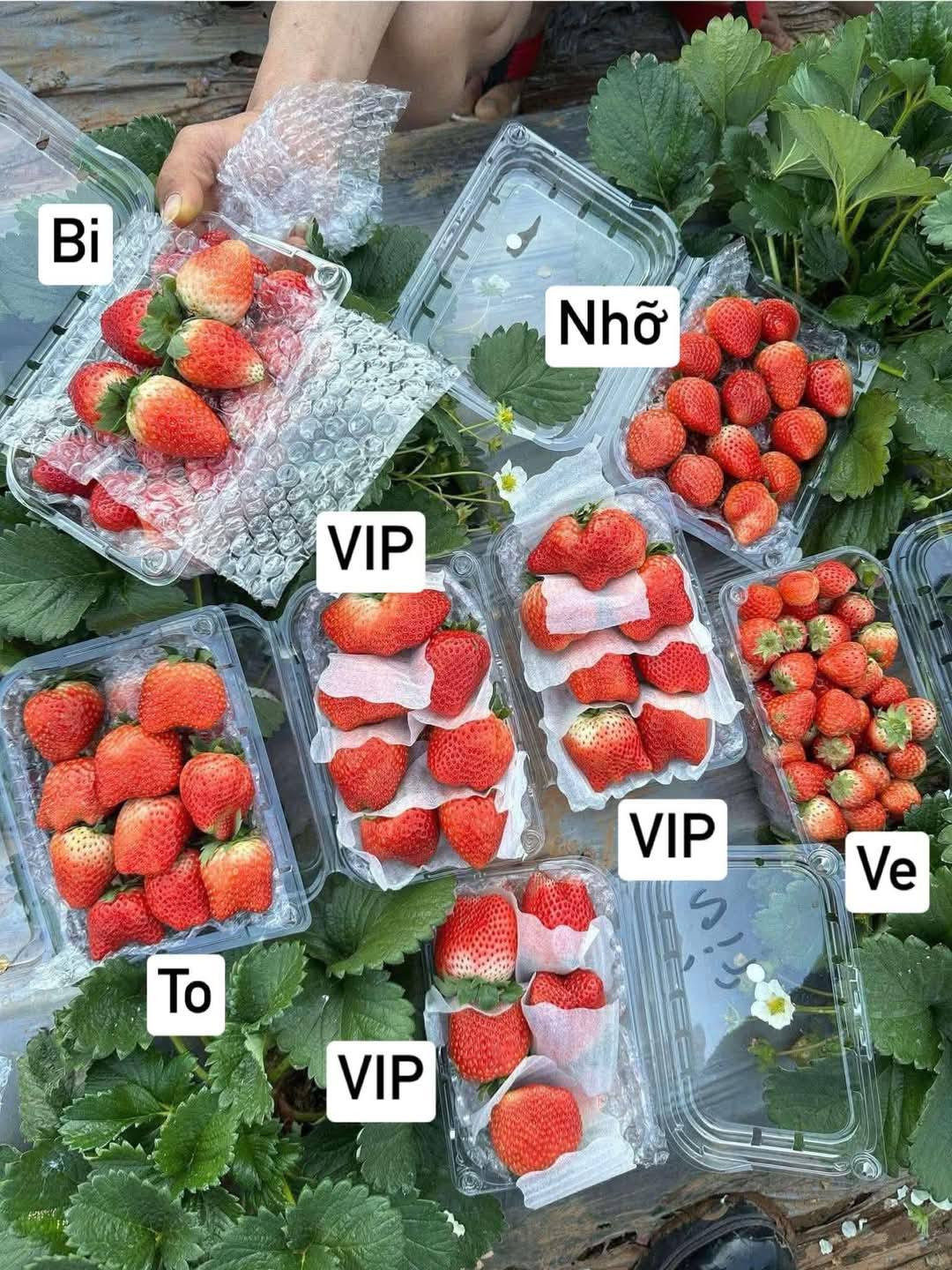 Dâu tây giá rẻ đầy vỉa hè, phân biệt dâu Trung Quốc thế nào? Dau tay gia re day via he, phan biet dau Trung Quoc the nao?