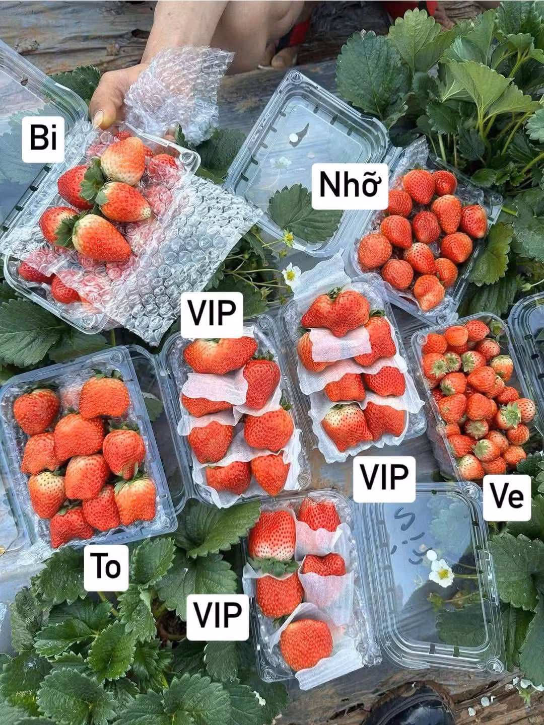 Dâu tây giá rẻ đầy vỉa hè, phân biệt dâu Trung Quốc thế nào? Dau tay gia re day via he, phan biet dau Trung Quoc the nao?