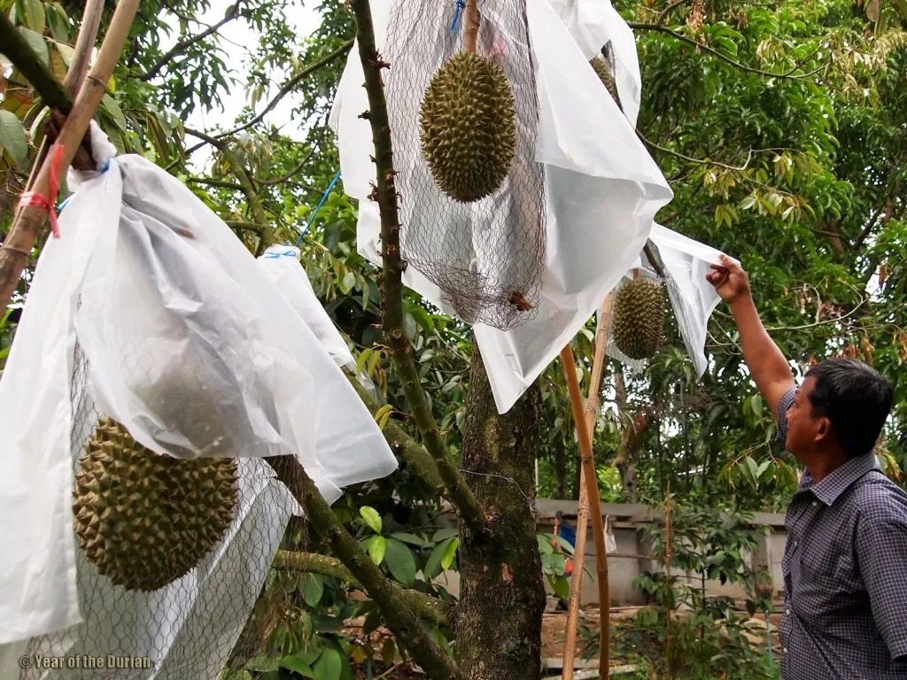 Trong đó, riêng chi phí mua nước về tưới cây mỗi năm đã tốn khoảng 2.200 USD (hơn 56 triệu đồng). Ảnh: Yearofthedurian