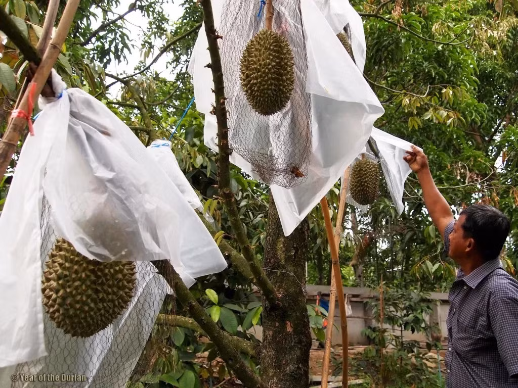 Trong đó, riêng chi phí mua nước về tưới cây mỗi năm đã tốn khoảng 2.200 USD (hơn 56 triệu đồng). Ảnh: Yearofthedurian