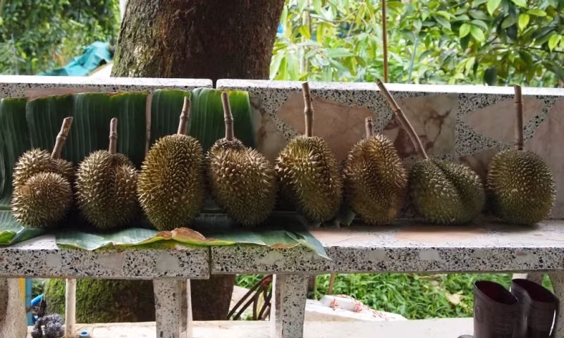 Được trồng ở vùng đất Nonthaburi, cách thủ đô Bangkok, (Thái Lan) khoảng 40 km về phía Bắc, sầu riêng Kanyao là loại sầu riêng đắt nhất thế giới và được mệnh danh là "vua của các loại sầu riêng". Ảnh: Yearofthedurian