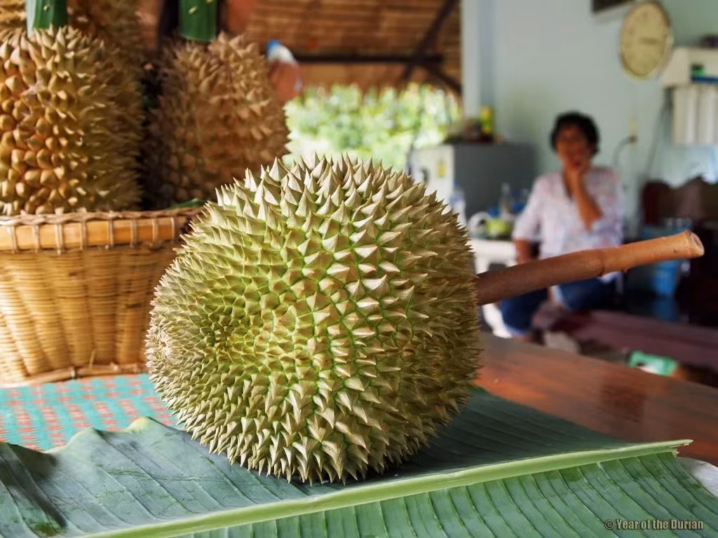 Không phải tất cả trái sầu riêng Kanyao đều có giá 1,2 tỷ đồng. Nhưng thông thường, giá bình quân của những trái sầu riêng thuộc dòng Kanyao rất cao, tối thiểu là 20.000 baht/quả (khoảng 15 triệu đồng). Ảnh: Yearofthedurian