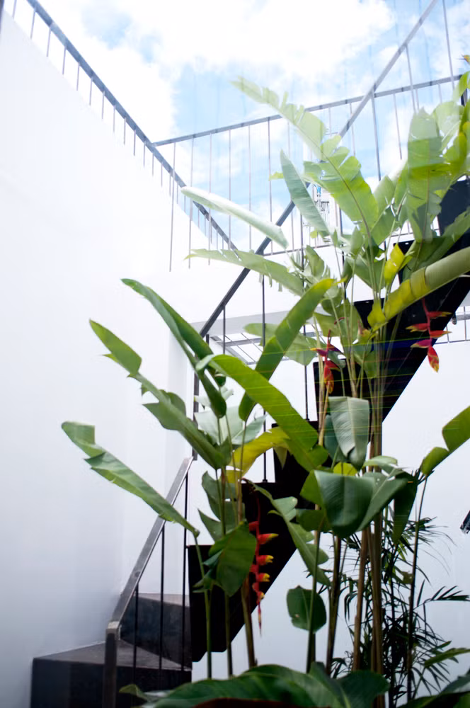 Đây là không gian thích hợp cho phép trồng những loại cây thân cao trong ngôi nhà bốn tầng lầu. Không gian giếng trời có nhiệm vụ mang ánh sáng và gió tự nhiên đi khắp căn nhà. Ảnh: Han Deo