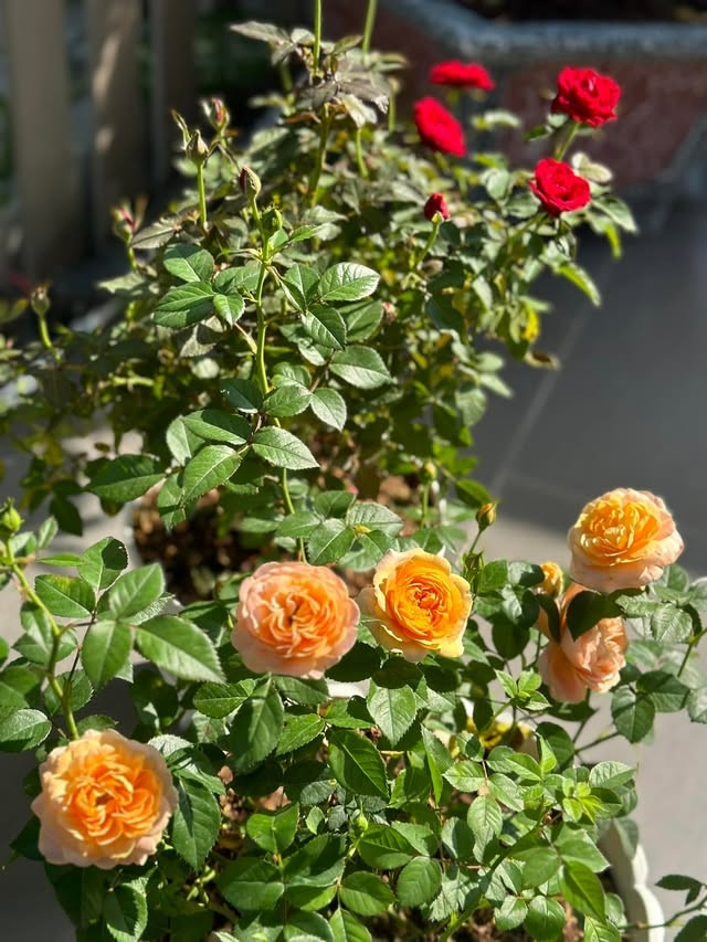 Hoa hồng chiếm số lượng khá lớn trong vườn. Ảnh: FBNV