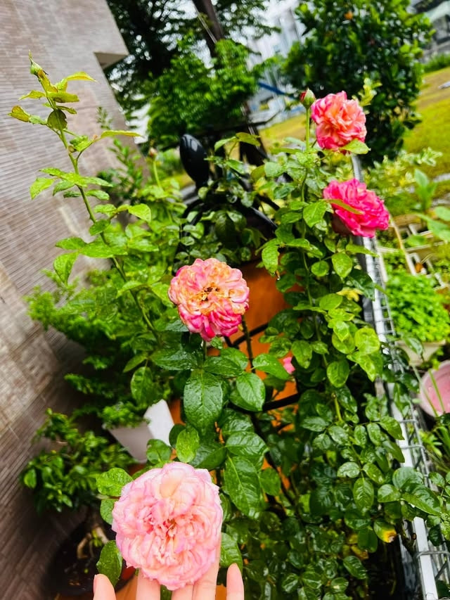 Các loại hoa đua nhau khoe sắc. Ảnh: FBNV