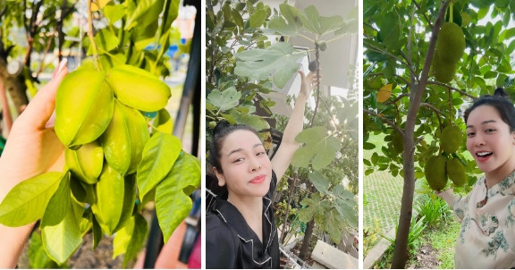 Trong vườn còn có các loại cây ăn quả như khế, mít, sung Mỹ... Ảnh: FBNV