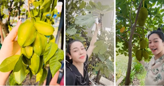 Trong vườn còn có các loại cây ăn quả như khế, mít, sung Mỹ... Ảnh: FBNV