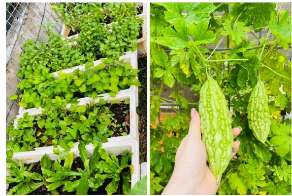 Một góc vườn ngập tràn rau xanh. Ảnh: FBNV