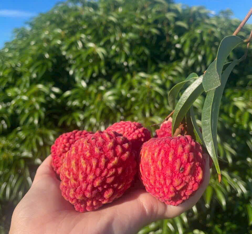 Với kích thước lớn gấp 2 - 3 lần so với vải thiều Việt Nam, mỗi kilogam vải rồng Úc gồm khoảng 18 đến 20 quả có giá từ 800.000 - 1,4 triệu đồng. Ảnh: FB Huyen Hoang