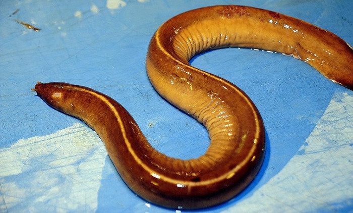 Từ xa xưa, cá mút đá được coi là món ăn dành cho giới quý tộc châu Âu. Ảnh: Haisanphuongnam