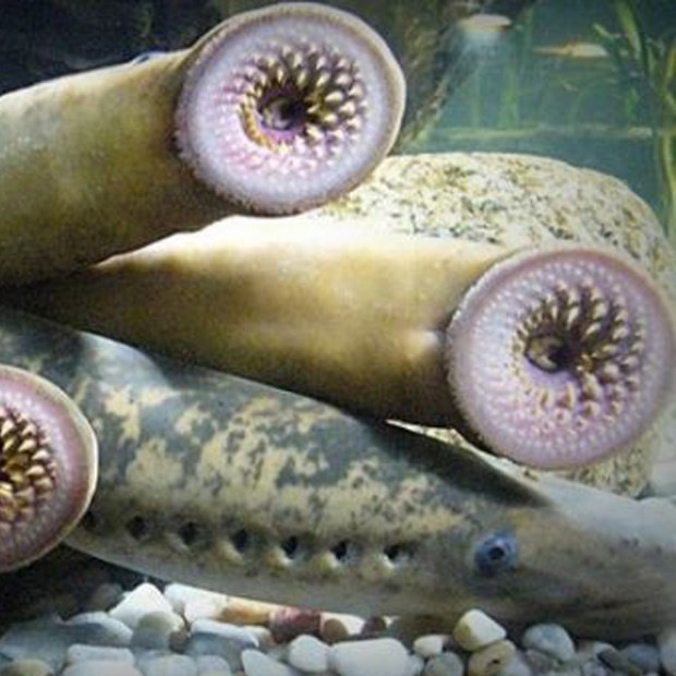 Da cá trơn, màu đen xuyên suốt, đường kính khoảng 4cm, dài cỡ hai gang tay. Đầu cá giống cá chạch, có ria ngắn, đuôi bè ra. Ảnh: Internet