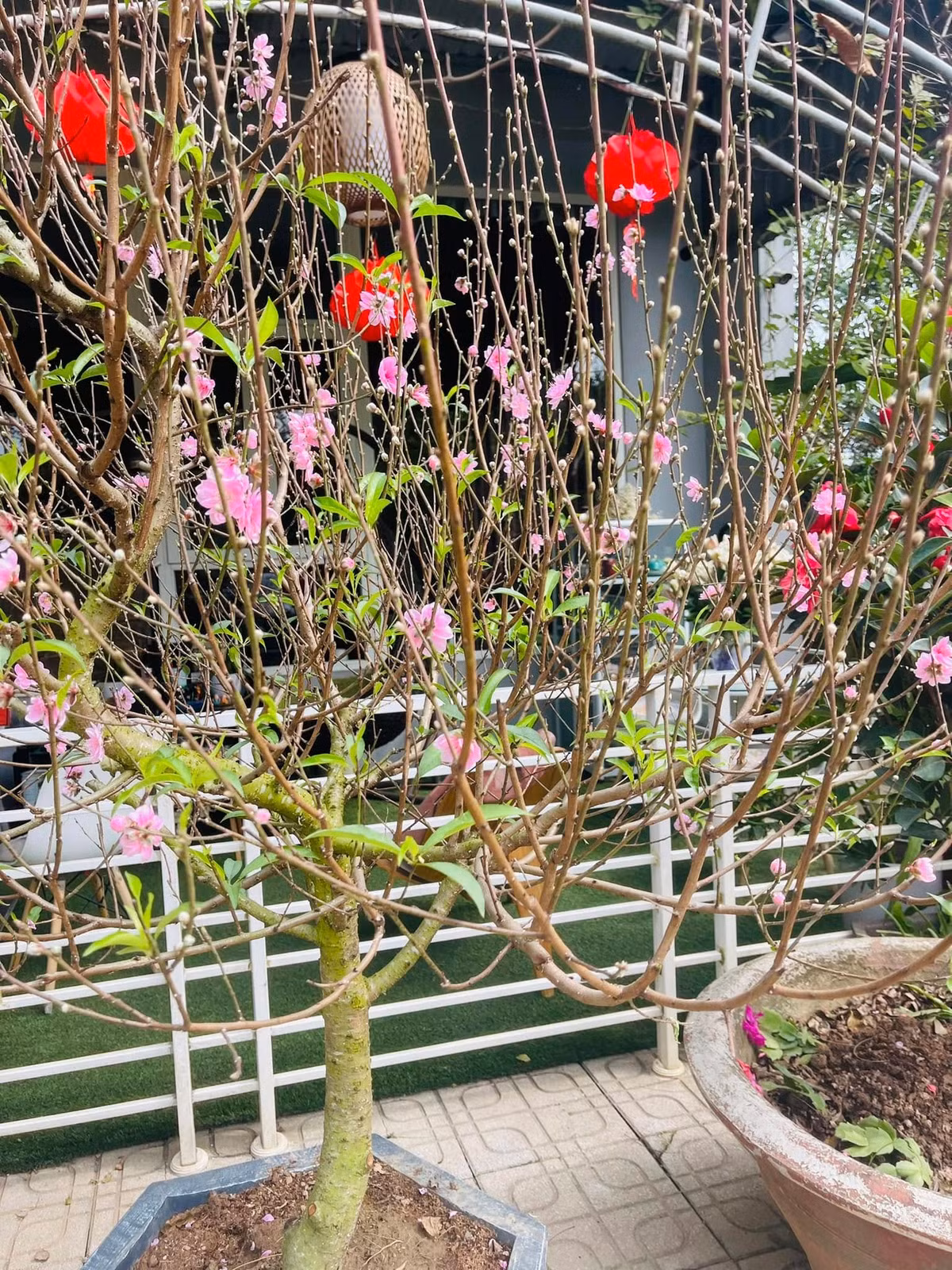 Tết đến, không gian nhà NSND Thanh Hoa ngập tràn sắc hoa. Ảnh: FBNV