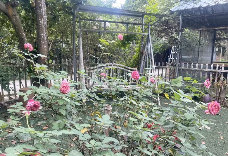 Trong sân cỏ xanh rì được bài trí xích đu, xung quanh là hàng rào. Ảnh: FBNV