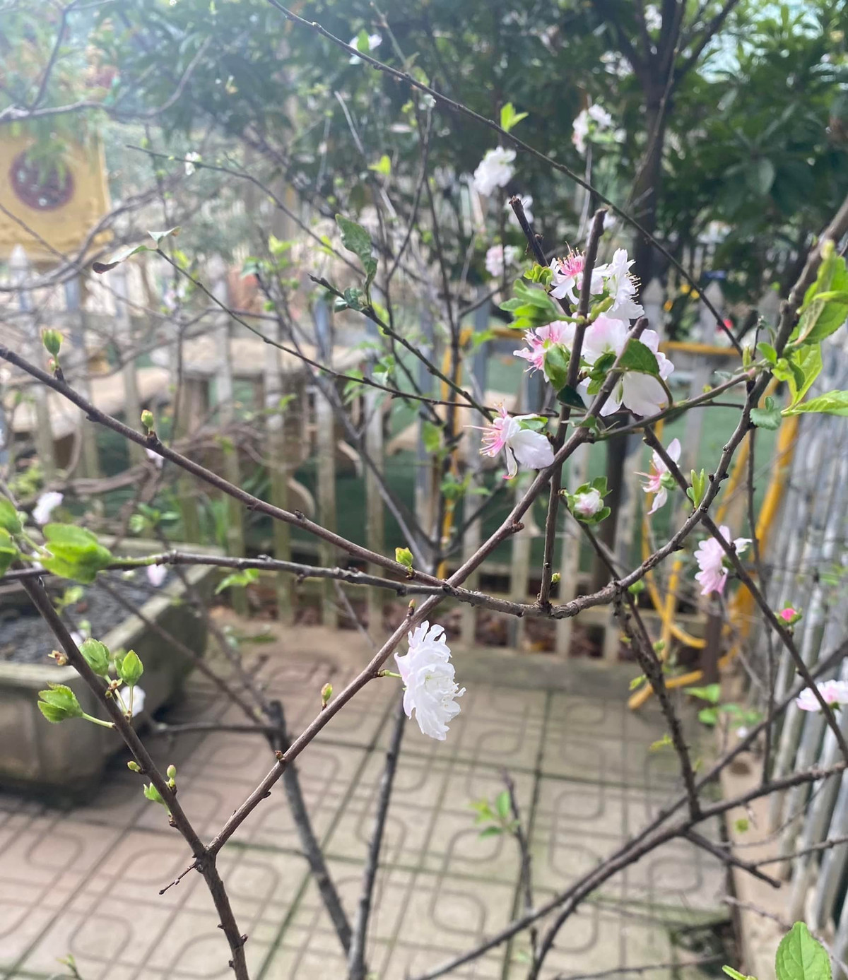 Nữ nghệ sĩ chăm chút những loại hoa đặc trưng của ngày Tết như trạng nguyên, mai, đào...Ảnh: FBNV