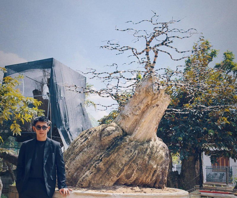 Cả cây bằng lăng và chậu nặng khoảng 6 tấn, giá không dưới 2 tỷ đồng. Ảnh: Người đưa tin