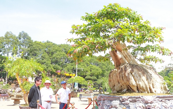 Để đưa cây ra khỏi rừng, anh Thọ phải thuê 10 người Lào vào rừng khai thác và dùng tời di chuyển ra khỏi rừng. Ảnh: Người đưa tin