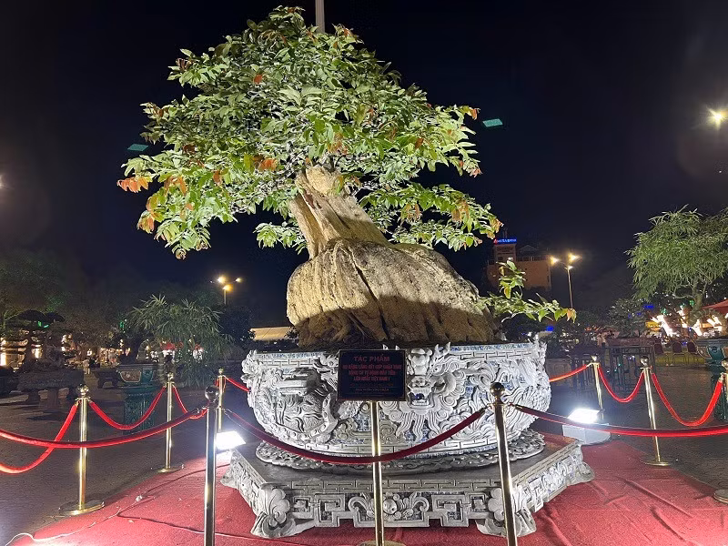 Đặc biệt, tác phẩm bằng lăng 200 tuổi còn được đặt trong chiếc chậu tích hợp hệ thống xoay tự động bằng động cơ điện, giúp điều chỉnh được cả tốc độ lẫn hướng xoay. Ảnh: Người đưa tin