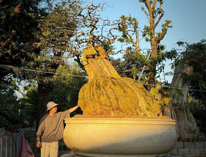 Cây bằng lăng được nghệ nhân Trần Văn Thọ sưu tầm, mang từ Lào về Việt Nam cách đây 4 năm. Ảnh: Người đưa tin