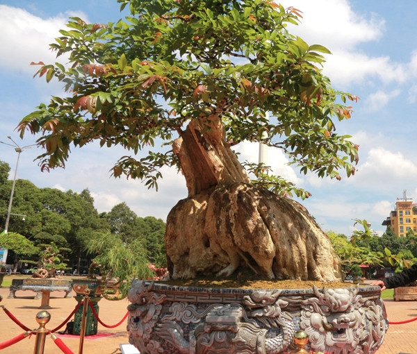 Cây bằng lăng có hình dáng độc đáo giống như một con rùa với chiếc đuôi nhỏ phía sau. Ảnh: Người đưa tin