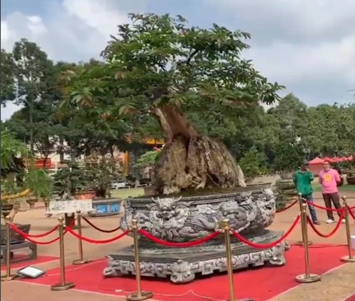 Đây là chậu xoay tự động đầu tiên tại tỉnh Đắk Lắk có kích thước “khủng” với chiều rộng 2,8m và chiều cao cả chậu và cây là 4m. Ảnh chụp màn hình Tiền phong