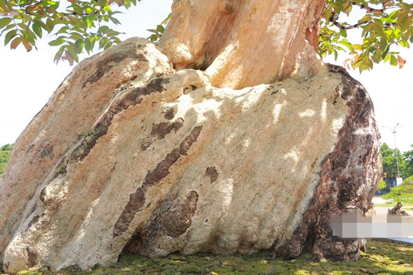 Do địa hình đồi núi hiểm trở, đường đi khó khăn nên mỗi ngày chỉ di chuyển được chừng 100m. Tổng chi phí khai thác, vận chuyển lên đến hàng trăm triệu đồng. Ảnh: Người đưa tin