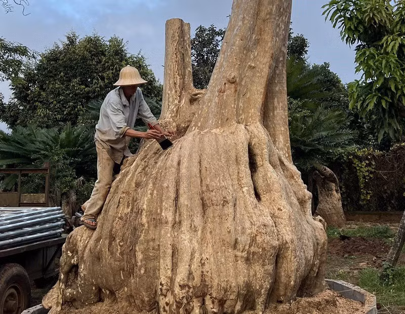 Ước tính, cây bằng lăng khoảng 200 năm tuổi với phần thân phình to rất độc đáo. Ảnh: Người đưa tin