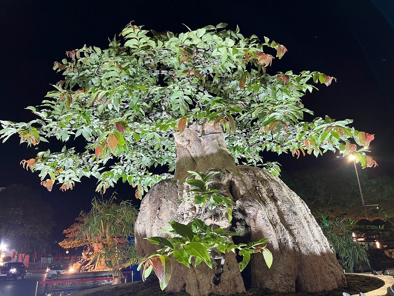 Sau nhiều năm chăm sóc, cây bằng lăng đã hồi sinh rực rỡ. Ảnh: Người đưa tin