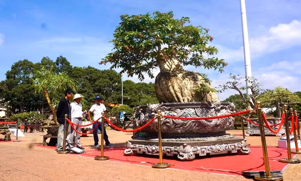 Xuất hiện tại triển lãm sinh vật cảnh TP. Buôn Ma Thuột, Đắk Lắk lần II - năm 2025 từ 29/4-5/5, chậu bonsai bằng lăng cổ thụ của ủa nghệ nhân Trần Văn Thọ (xã Hòa Thuận, TP. Buôn Ma Thuột) thu hút sự chú ý của đông đảo du khách. Ảnh: Daibieunhandan