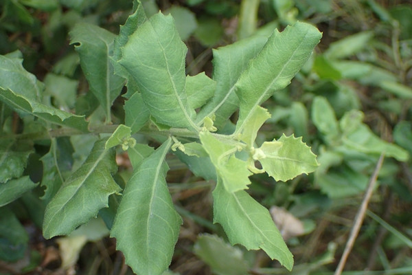 Theo Y học cổ truyền, cây cúc tần có tính mát, thơm nhẹ, vị có chút cay và đắng. Ảnh: Internet