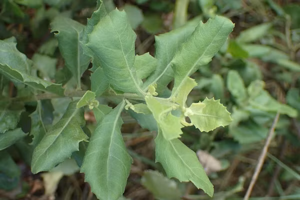 Theo Y học cổ truyền, cây cúc tần có tính mát, thơm nhẹ, vị có chút cay và đắng. Ảnh: Internet