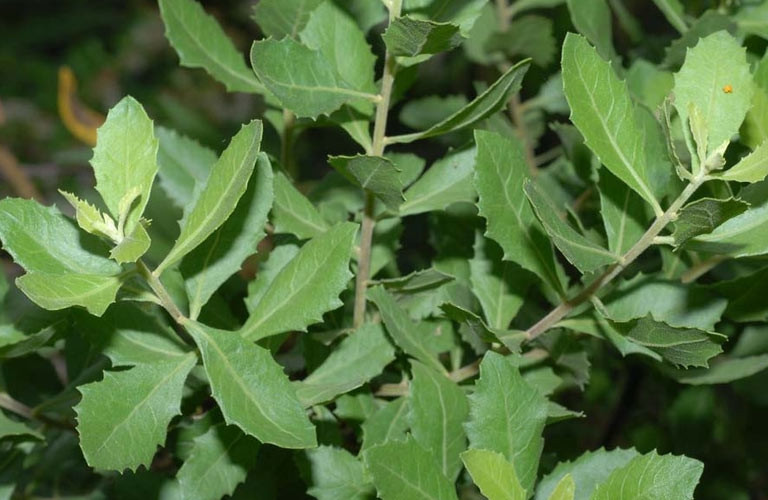 Cây cúc tần cao từ 1 - 2 mét, toàn thân cây có lông tơ, phân nhiều cành. Ảnh: Internet